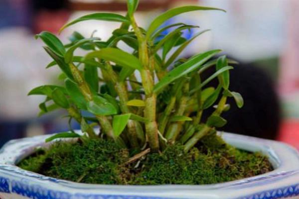 铁皮石斛的种植方法，适合每年春秋两季进行种植
