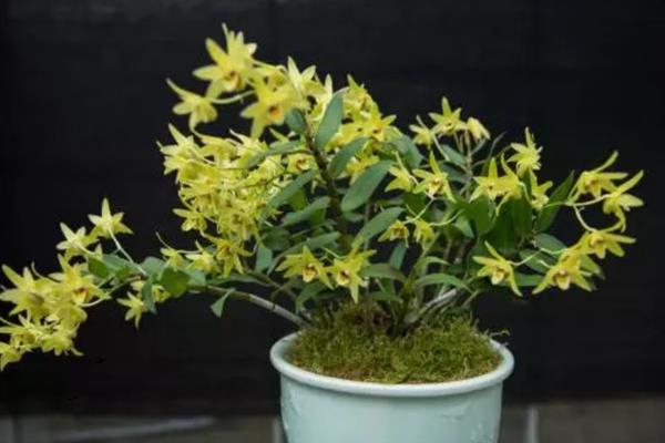 铁皮石斛的种植方法，适合每年春秋两季进行种植