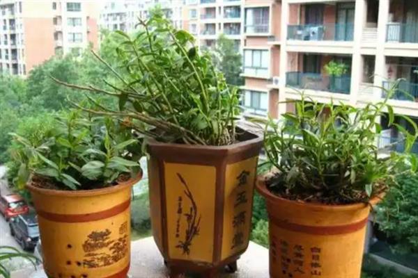 铁皮石斛的种植方法，适合每年春秋两季进行种植