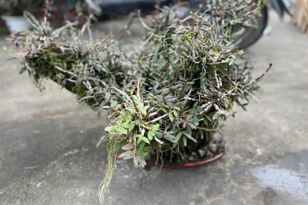 铁皮石斛的种植方法，适合每年春秋两季进行种植