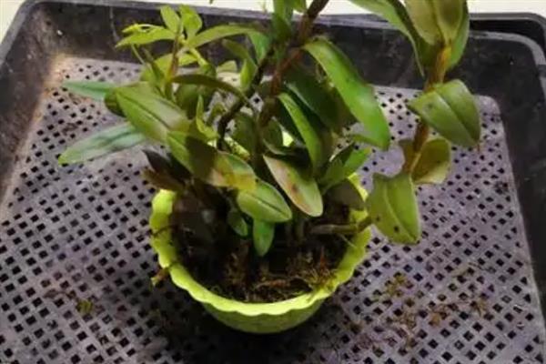 铁皮石斛的种植方法，适合每年春秋两季进行种植