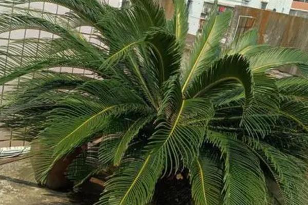 铁树会不会结果，种植得当时铁树会结果