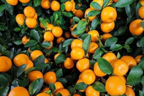 橘子和桔子的区别，二者没有区别