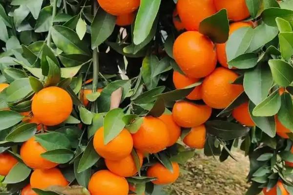 橘子和桔子的区别，二者没有区别