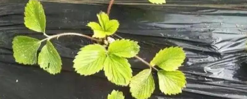 草莓黄叶的原因，适合生长在较为湿润的环境中