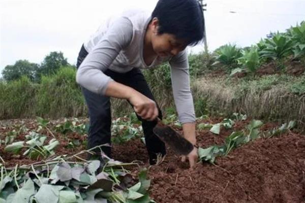 红薯苗如何倒插，按水平方式栽入土壤中再做成U型