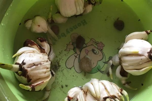 如何让水仙在五一节开花，要在4月份中下旬开始水养