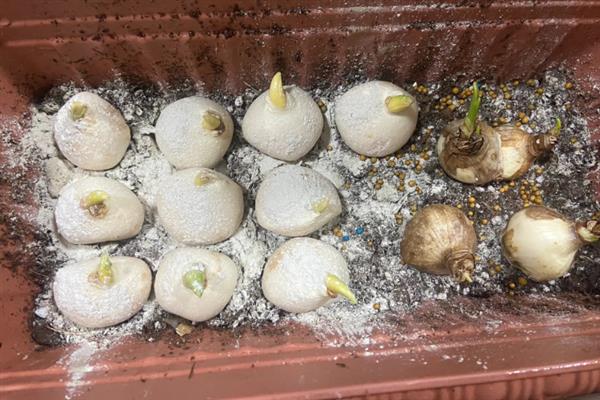 如何让水仙在五一节开花，要在4月份中下旬开始水养