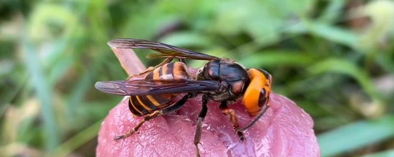 虎头蜂有没有毒，虎头蜂有毒