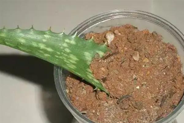 芦荟的繁殖方法，可分株也可扦插