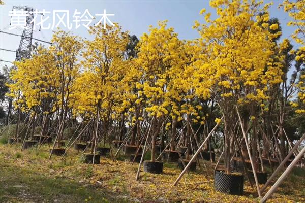 黄钟木和黄花风铃木有什么区别，二者是同一种植物