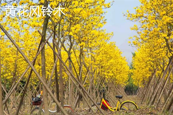 黄钟木和黄花风铃木有什么区别，二者是同一种植物