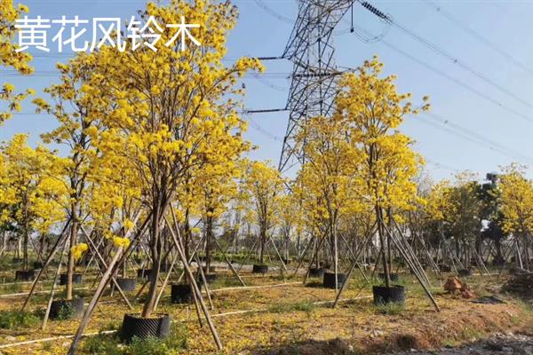 黄钟木和黄花风铃木有什么区别，二者是同一种植物