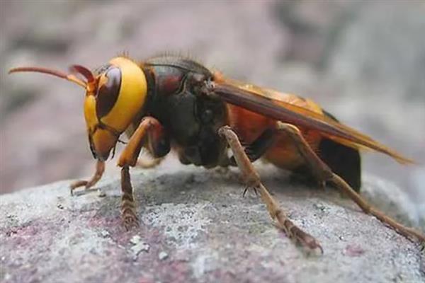 虎头蜂有没有毒，虎头蜂有毒