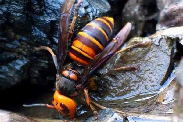 虎头蜂有没有毒，虎头蜂有毒
