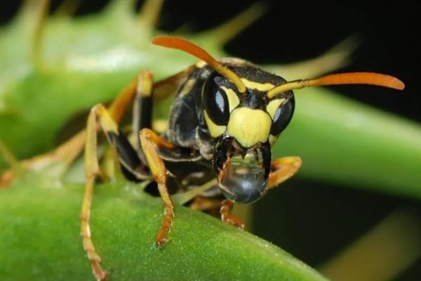 虎头蜂有没有毒，虎头蜂有毒