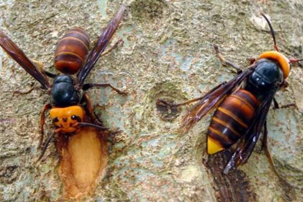 虎头蜂有没有毒，虎头蜂有毒