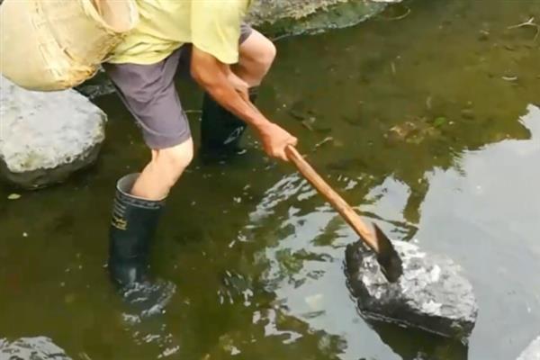 用大锤砸石头下面的鱼为什么会死，是物理作用让鱼晕死过去