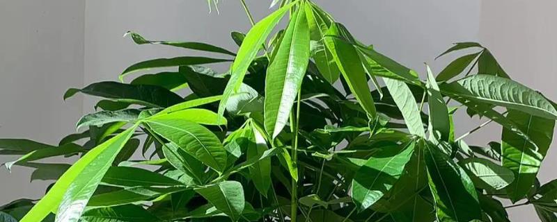 发财树的叶片为什么会干枯，常见原因有光照过强、浇水过少等