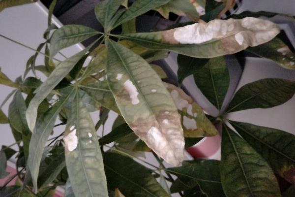 发财树的叶片为什么会干枯，常见原因有光照过强、浇水过少等