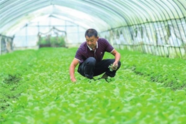 大棚白菜怎么管理，白菜生长期间要让土壤保持湿润