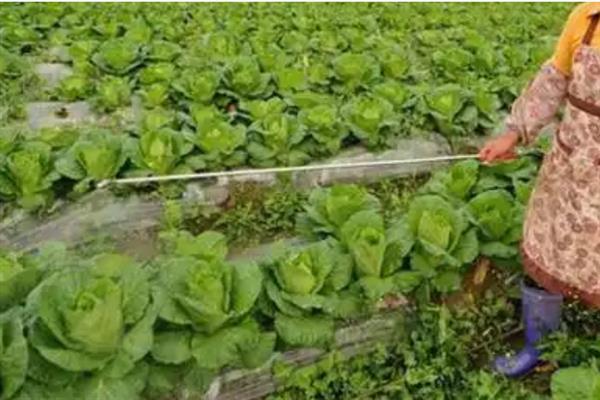 大棚白菜怎么管理，白菜生长期间要让土壤保持湿润