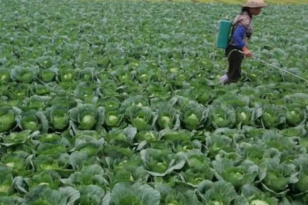 大棚白菜怎么管理，白菜生长期间要让土壤保持湿润