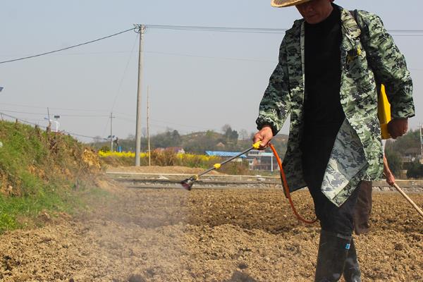 打完除草剂多久能下种子，通常5-7天后即可播种