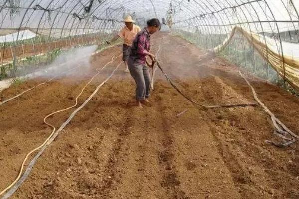 打完除草剂多久能下种子，通常5-7天后即可播种