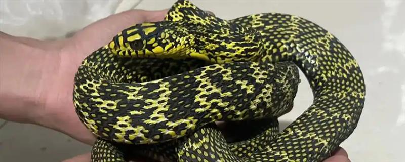 大王蛇有什么习性，食性广会捕食鼠类、蛙类等动物