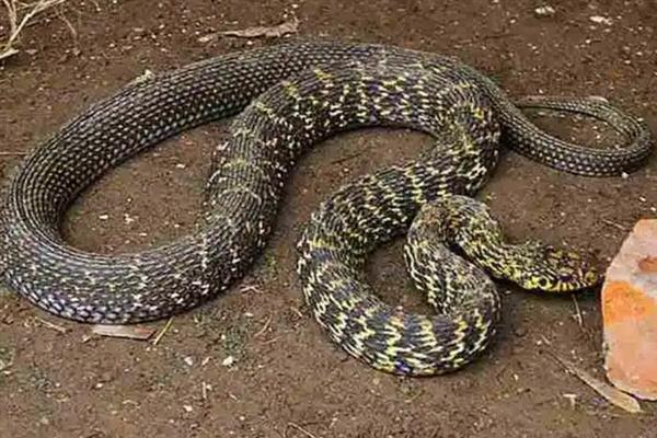 大王蛇有什么习性，食性广会捕食鼠类、蛙类等动物