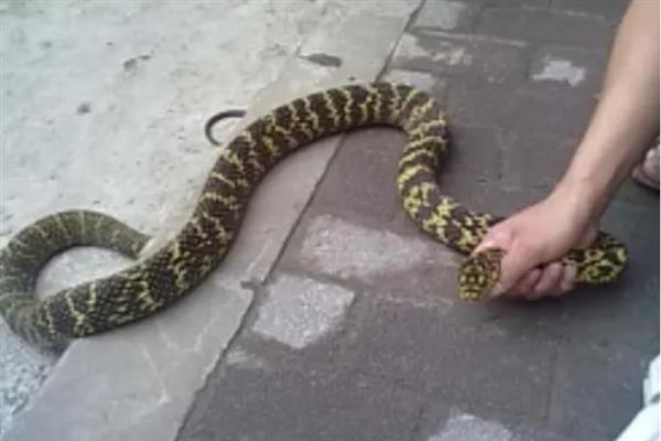 大王蛇有什么习性，食性广会捕食鼠类、蛙类等动物