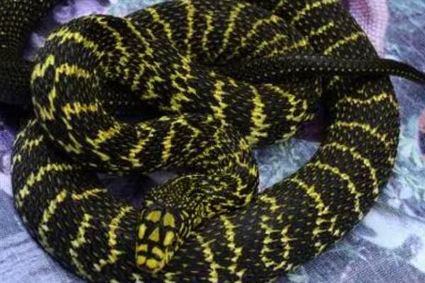 大王蛇有什么习性，食性广会捕食鼠类、蛙类等动物