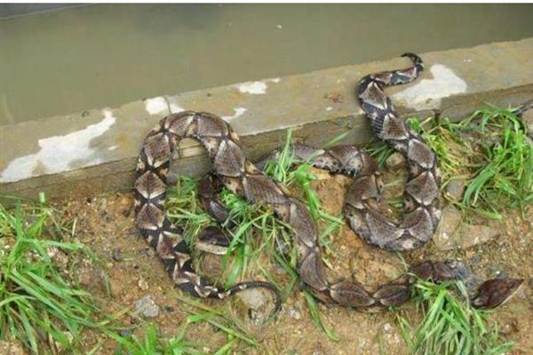 大王蛇有什么习性，食性广会捕食鼠类、蛙类等动物