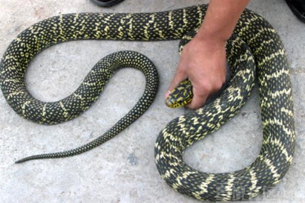 大王蛇有什么习性，食性广会捕食鼠类、蛙类等动物