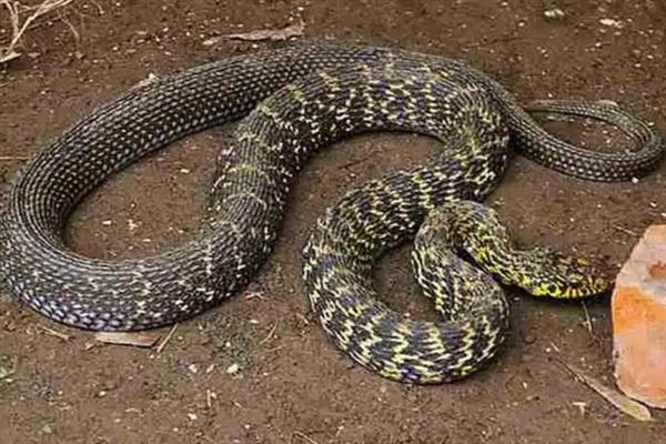 大王蛇有什么习性，食性广会捕食鼠类、蛙类等动物
