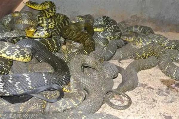大王蛇有什么习性，食性广会捕食鼠类、蛙类等动物