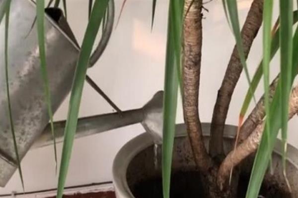 龙血树叶子尖发黄干枯的原因，可能是光线过强或浇水不当所致