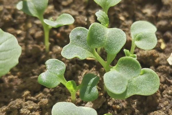 油菜的种植密度，一亩以20000株左右为宜