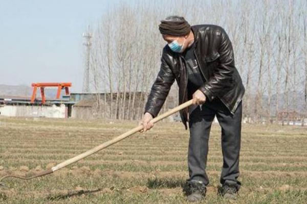 油菜的种植密度，一亩以20000株左右为宜