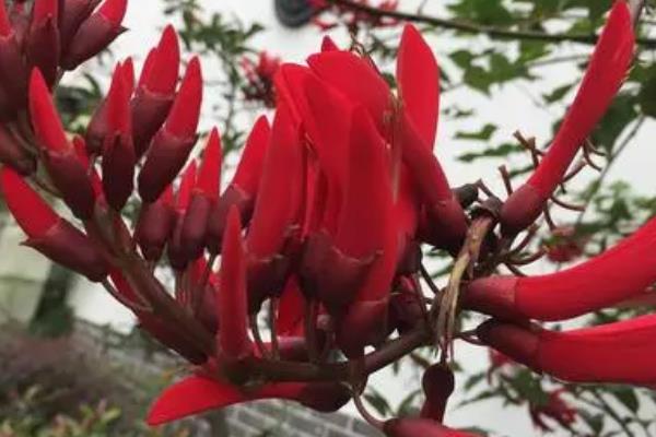 龙牙花有没有毒，龙牙花有毒