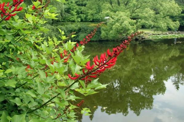 龙牙花有没有毒，龙牙花有毒