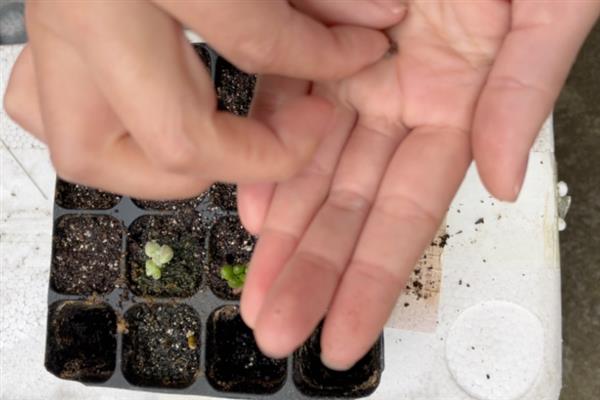 怎么种植桔梗，浸泡种子后再均匀播种