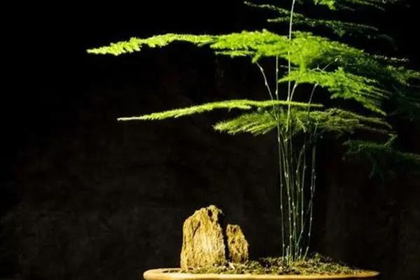文竹有没有毒，文竹是没有毒的