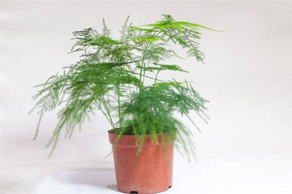 文竹有没有毒，文竹是没有毒的