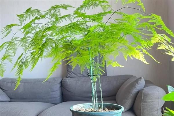 文竹有没有毒，文竹是没有毒的