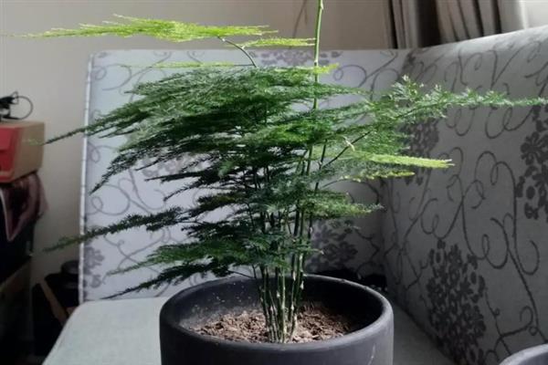 文竹有没有毒，文竹是没有毒的