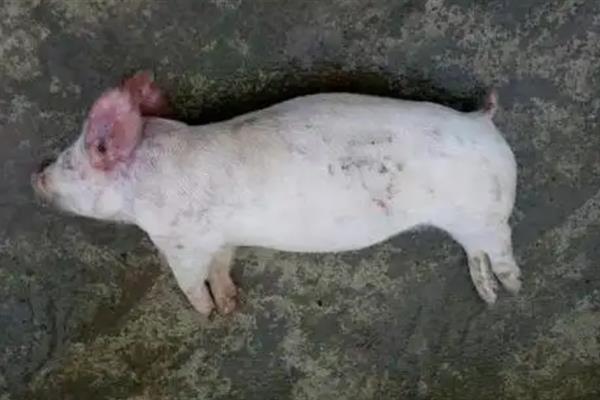 怎么预防非洲猪瘟，需加强管理并及时消毒