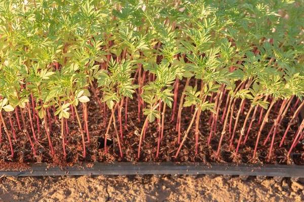 香椿的育苗方法，植株长出一定数量的真叶时要间苗定苗