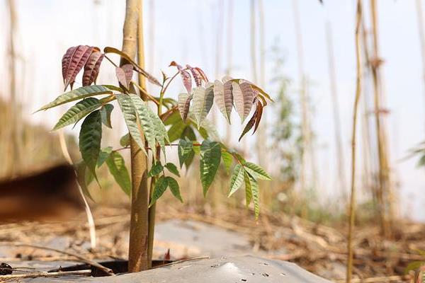 香椿的育苗方法，植株长出一定数量的真叶时要间苗定苗